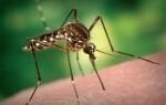 Как быстро снять отек с века после укуса комара