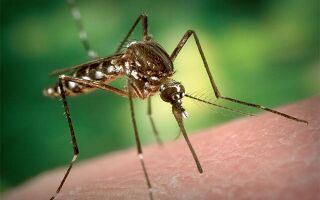 Как быстро снять отек с века после укуса комара