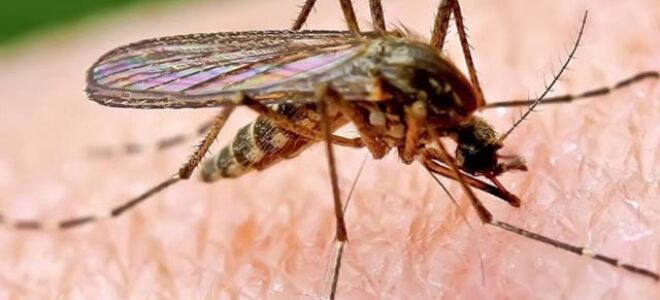 Что делать если после укуса комара у ребенка образовался отек, опухоль и покраснение
