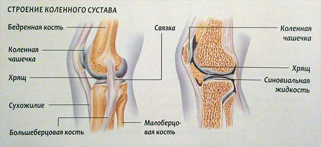 Схема строения коленного сустава