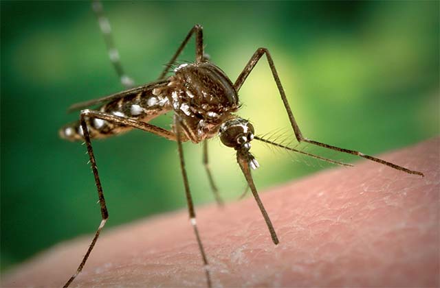 Лечение укуса комара на глазу thumbnail