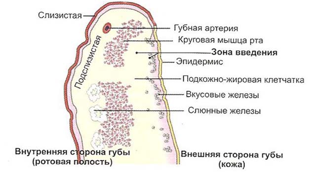 Анатомия губ