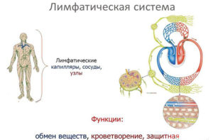 Лимфоузлы на голове расположение у ребенка схема