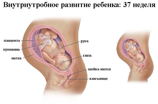 Внутриутробное развитие ребенка на 37 неделе