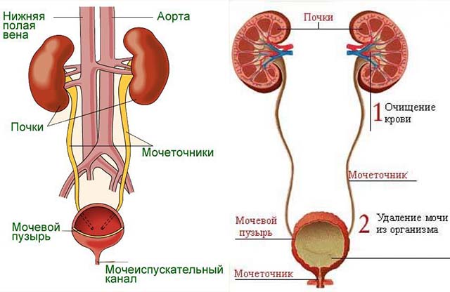 Анатомия мочетоников